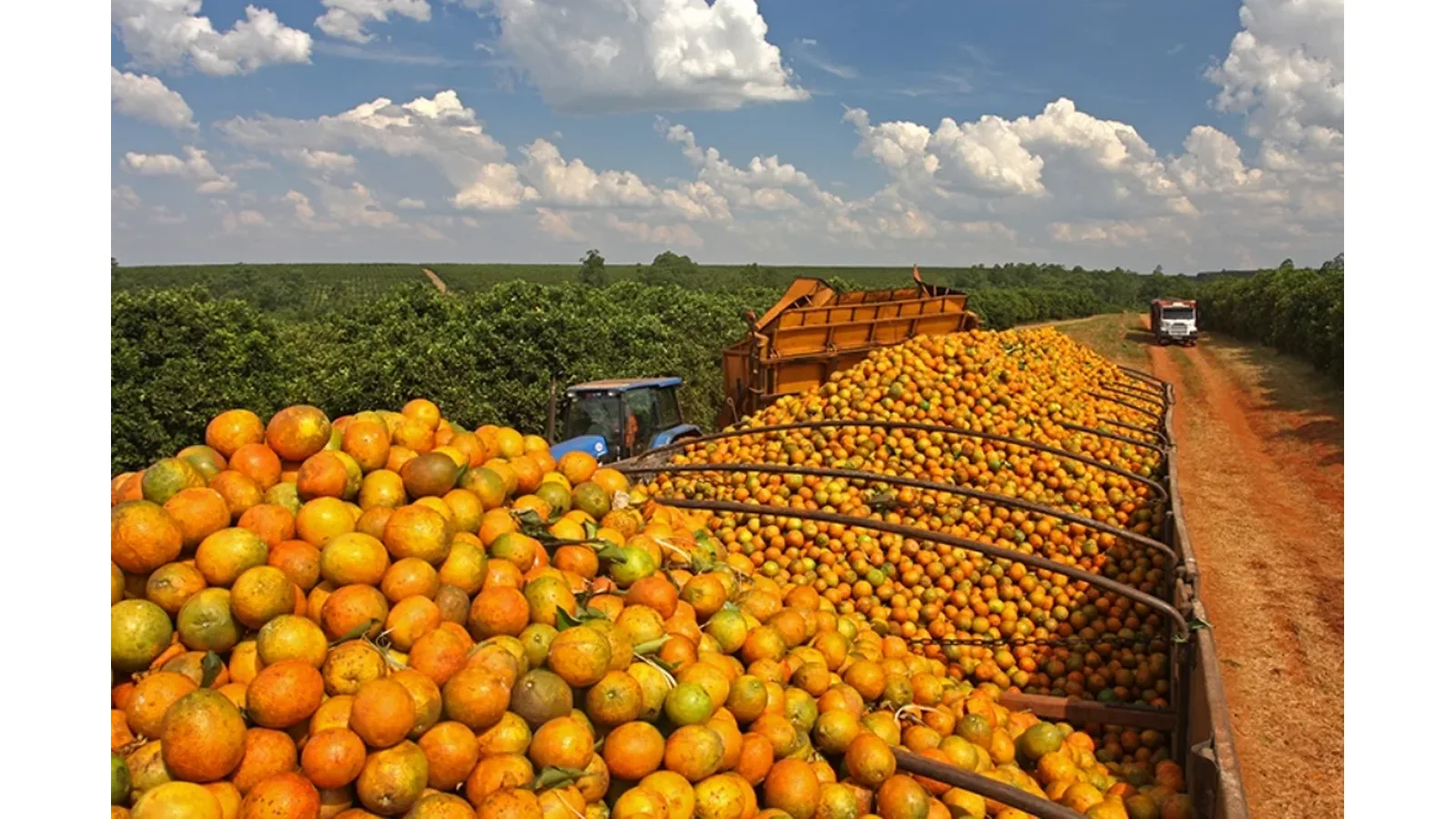 Pronaf: produtores de laranja de Sergipe podem ter bônus de 80,63% nas parcelas