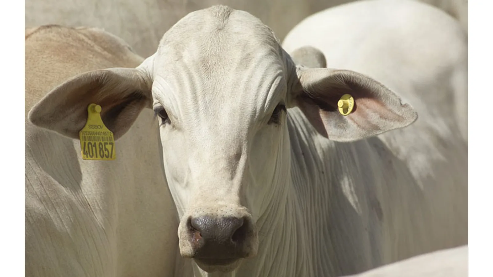 Projeto propõe sistema digital de rastreabilidade para o agro sergipano