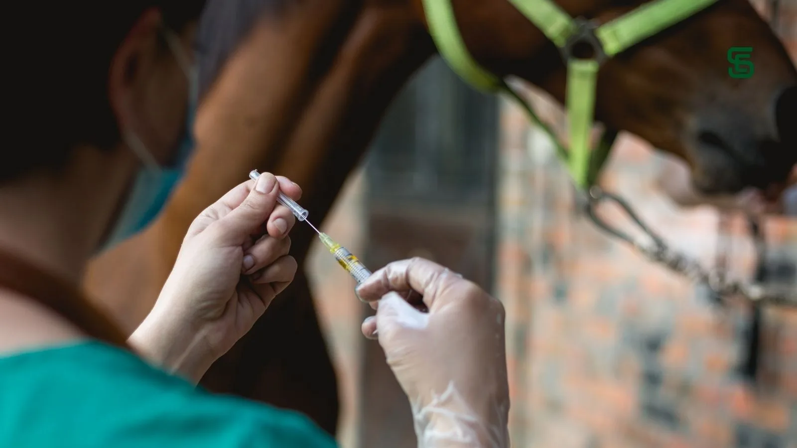 Falta de vacina contra influenza equina afeta criadores e eventos; entenda o que muda e o que continua obrigatório