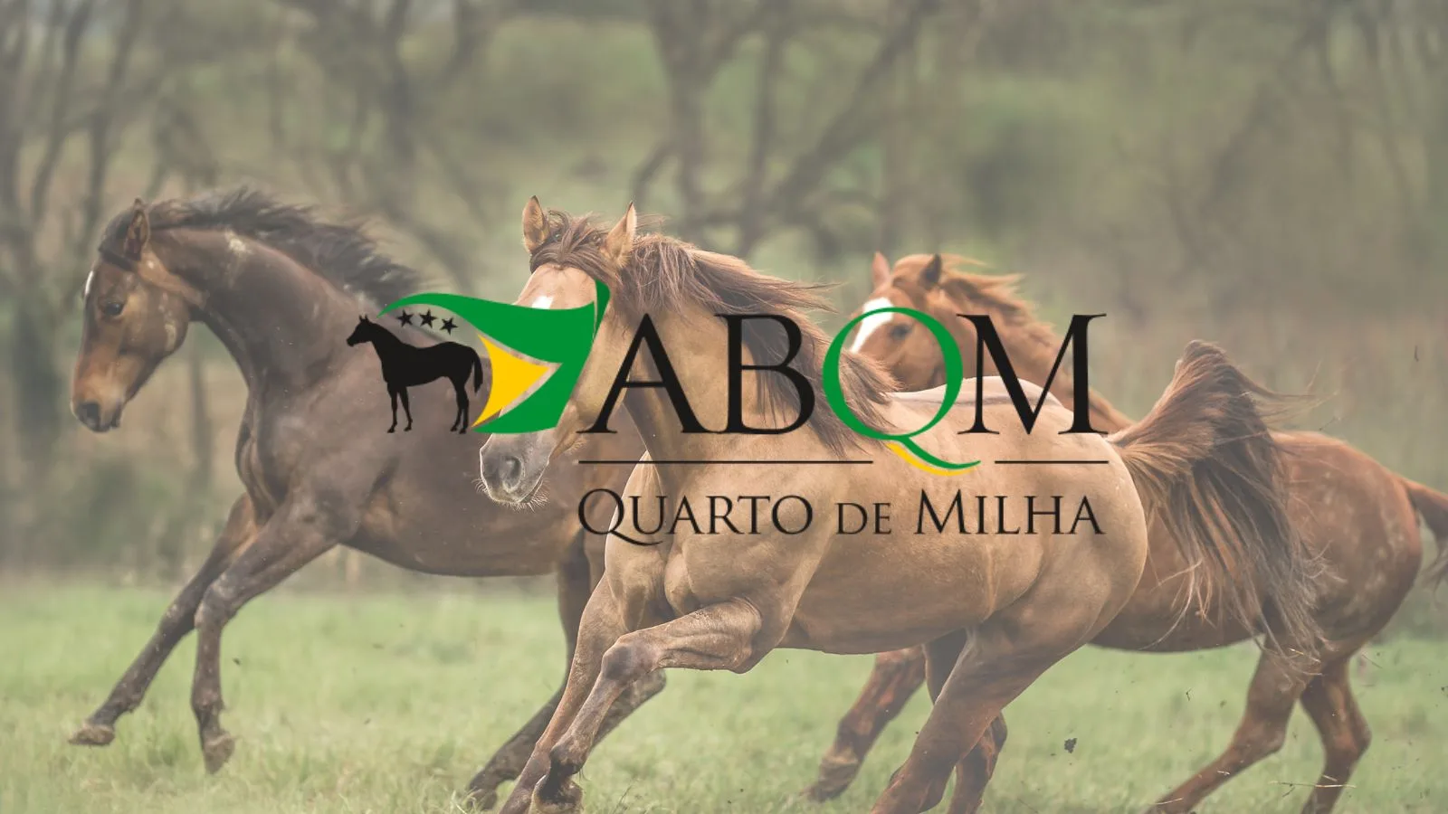 Criadores de Quarto de Milha têm até 1º de setembro para regularizar registros antigos na ABQM