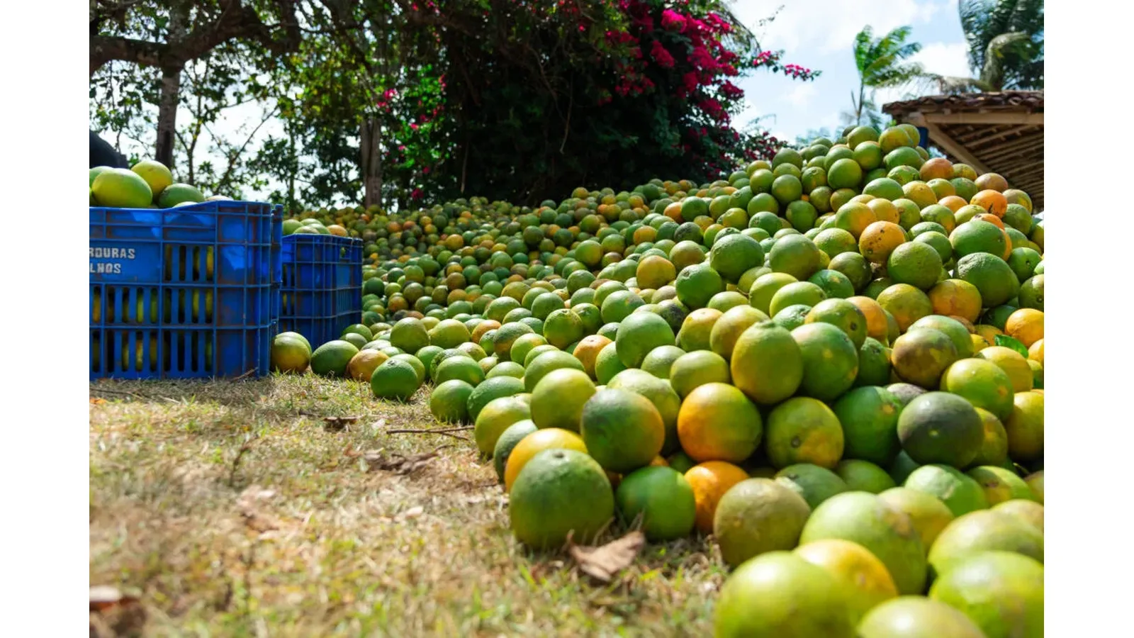 Pronaf: produtores de laranja de Sergipe têm poucos dias para aproveitar bônus de até 80,63%