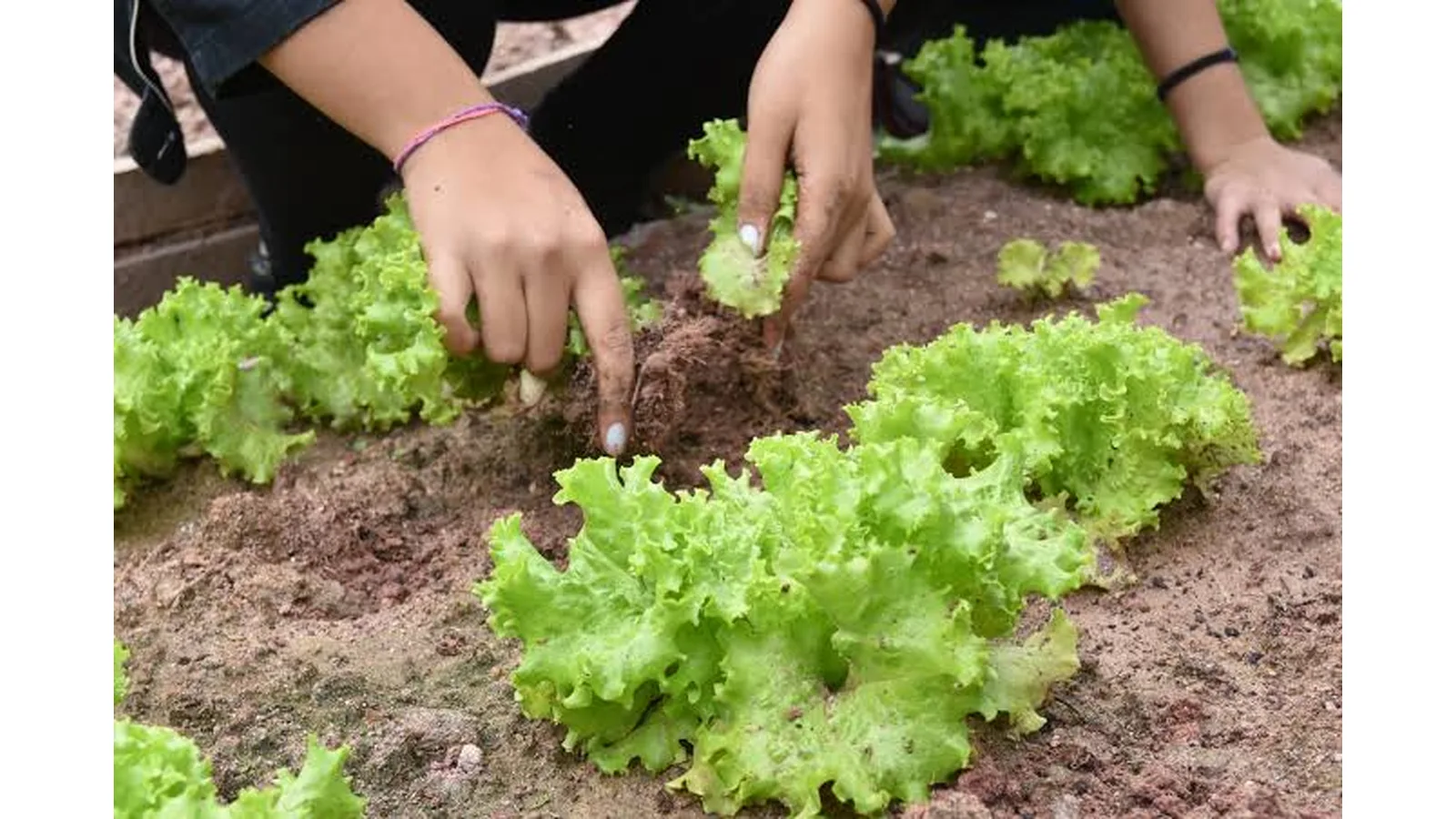 Agricultura familiar entra na reta final da chamada da merenda escolar; produtores devem preparar amostras e documentação