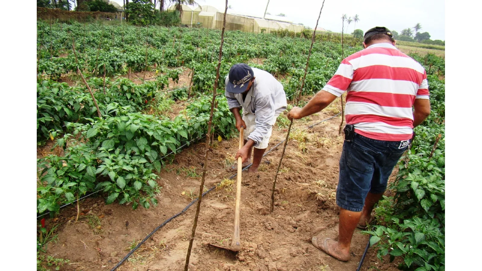 Japoatã ganha espaço na produção de amendoim e desponta como novo polo em Sergipe